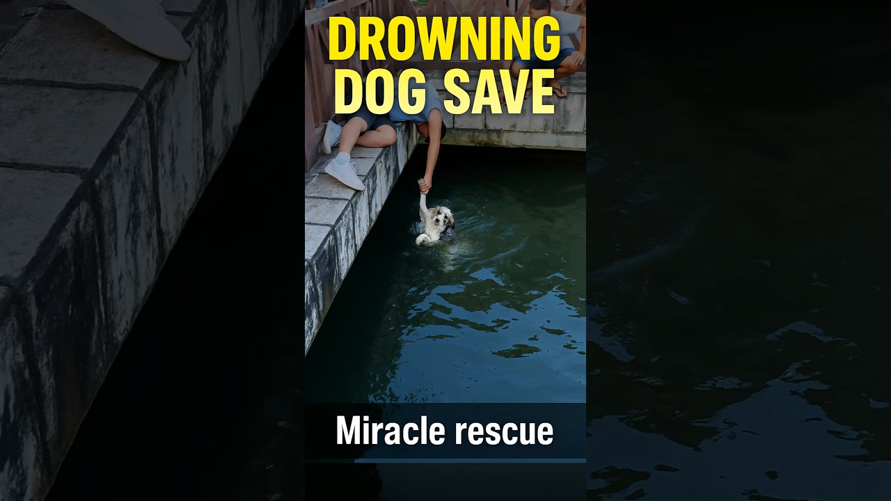 🐶 Strangers Save Drowning Dog | 🌊 Miracle Rescue 💛
