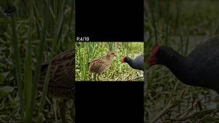 นกอีลุ้ม (Watercock): 4/10(#shorts ) #นกอีลุ้ม #ต่อนกอีลุ้ม #เสียงนกอีลุ้ม  #wildbirds #wildlife
