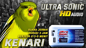 KENARI ULTRA SONIC‼️pemasteran digital suara jernih berjeda gampang di ingat burung