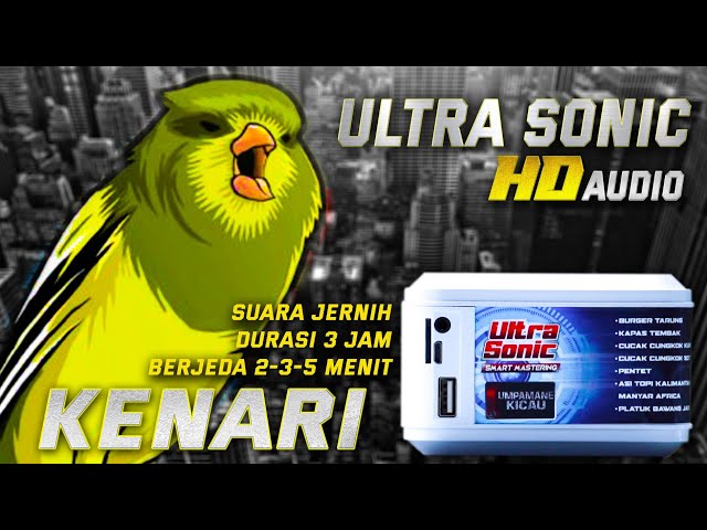 KENARI ULTRA SONIC‼️pemasteran digital suara jernih berjeda gampang di ingat burung class=
