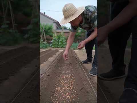 #farming #agriculture #shortvideo #shortsfeed #youtubeshorts thumbnail