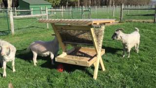 Angora goats testing the new goat feeder for the first time at Lucky Penny Acres.