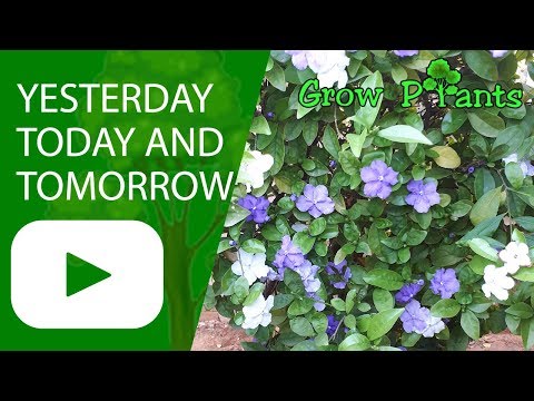 Yesterday today and tomorrow plant - flowers changing colors