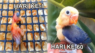 60 HARI PERTUMBUHAN ANAK BURUNG LOVEBIRD