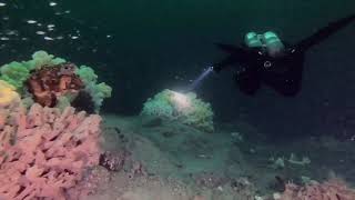 Glass Sponges of Halkett Reef & Bioherm, Howe Sound, British Columbia