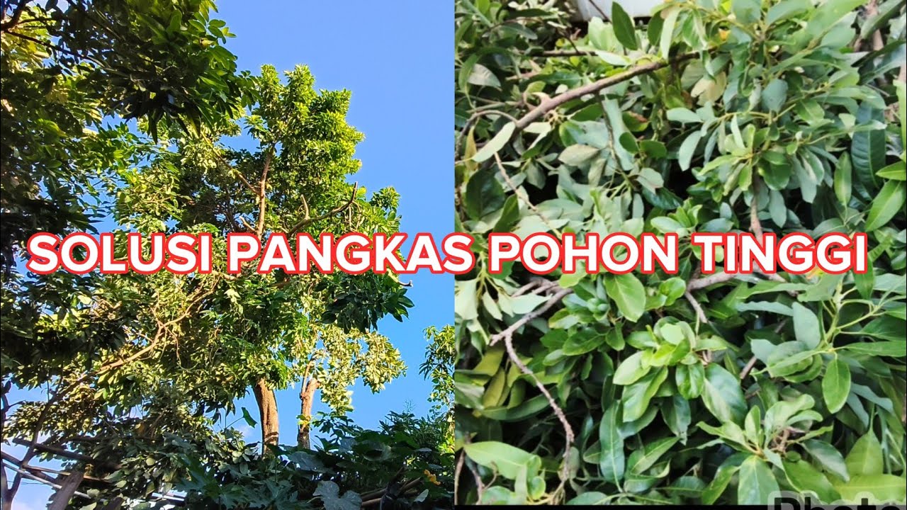 Cara Pangkas Pohon Tinggi (How to Prune Tall Trees) 