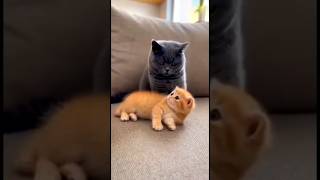 Small Cat, Big Brain Cat Edition