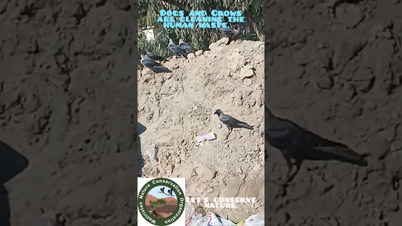 Dogs and Crows are cleaning the Human waste on main Multan road D I Khan.