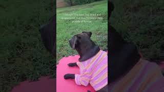 I Thought The Tears Had Dried And Disappeared But They Formed A Deep Puddle Of Furrow