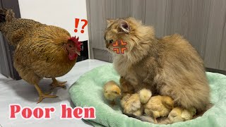 The hen suspected the cat of stealing her chicks and was shocked!The cat felt wronged. So funny cute by 土豆の日記Cat's diary 51,610 views 2 weeks ago 4 minutes, 48 seconds