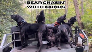 Treeing 3 bears with my dogs in 1 morning!