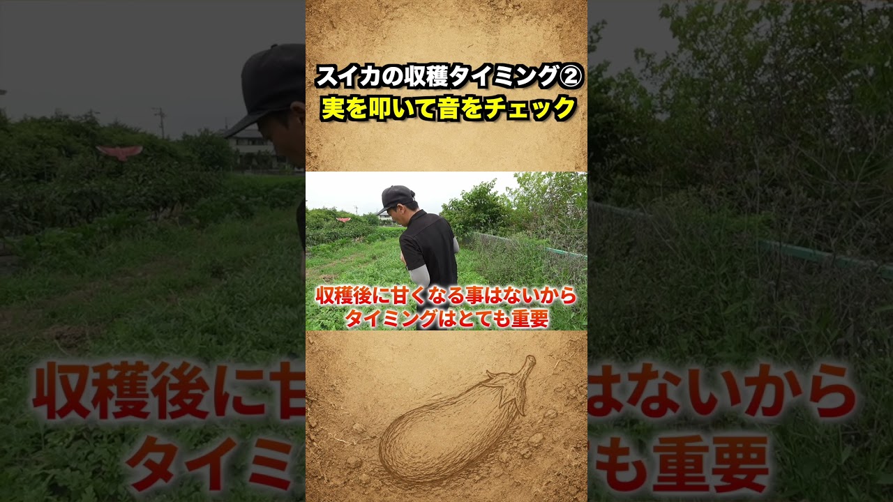 スイカの収穫タイミング②音でチェック