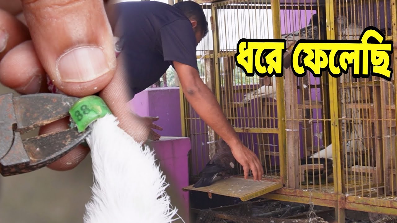 পাখা বাধা নিয়ে আসছে চিলা কবুত