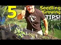 5 Tips on Seed Sowing and Seedling Growing in Trays