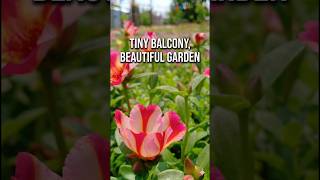 Planting Moss Roses on My Small Balcony #gardening #balconygarden #travadagarden #shorts