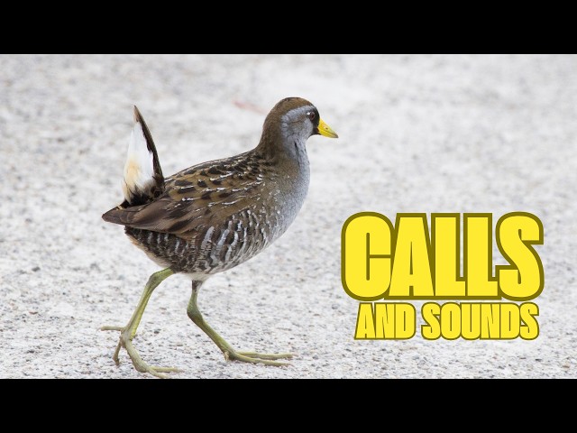 Sora Bird Calls and Sounds - Identify this Cool Looking Rail