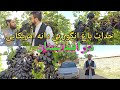 خلاقیت دهقان و احداث باغ انگور بی دانه امریکایی در افغانستان واقعا عالیست 
