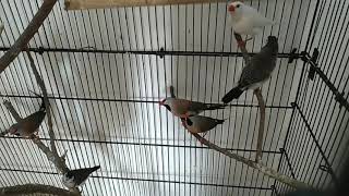 26-7-2020 Birds Jaal Rate | Lalukhet Market | AD Exotic Finches Pakistan