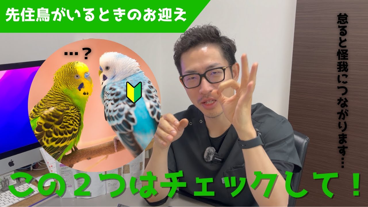 【質問コーナー】新しいインコを迎えしたらチェックするポイント