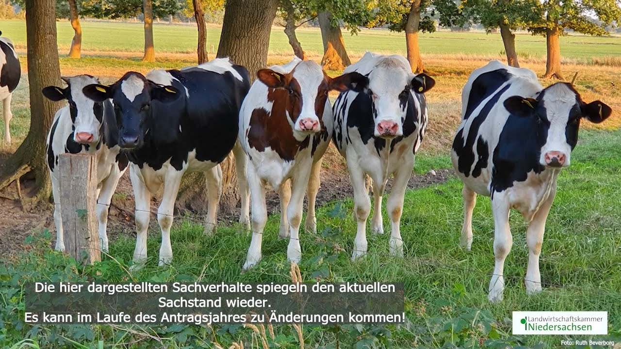 Extensivierung des gesamten Dauergrünlands im Betrieb (ÖR 4)