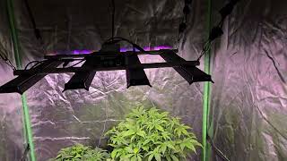 Tent update Feb 2026. 2 Auto Cheese by QCS and 3 Blueberry Muffin X Double Grape  by Triple B Farms