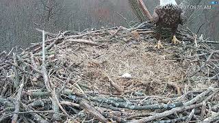 Hanover Eagles Live Cam Hdontap Free Live Cams From Around The World Mozilla Firefox 2024 04 0