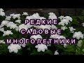 ❤РЕДКИЕ МНОГОЛЕТНИКИ САДОВЫЕ. Часть1❤