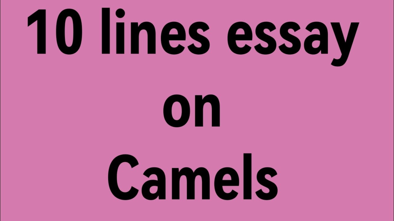 10 line essay on camels/essay on camels/paragraph on camels/desert ships camels/importance of camels