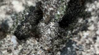 Inside an Ant colony, thousands of Ants working together #ants #backyard #insects