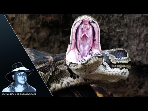 Pythons vs Wildfire 01 Footage