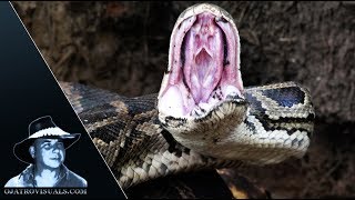 Famous Pythons vs Wildfire 01 Footage Wealth