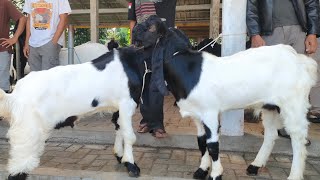 JANTAN JOSS‼️Kalagesing Goat Market.