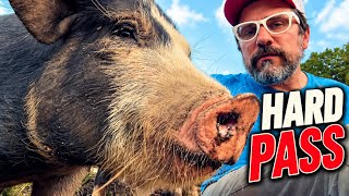 Pig Breeds I WON'T Ever Buy