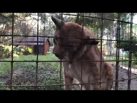 cheetah running speed Good Morning! Happy 4th of July!