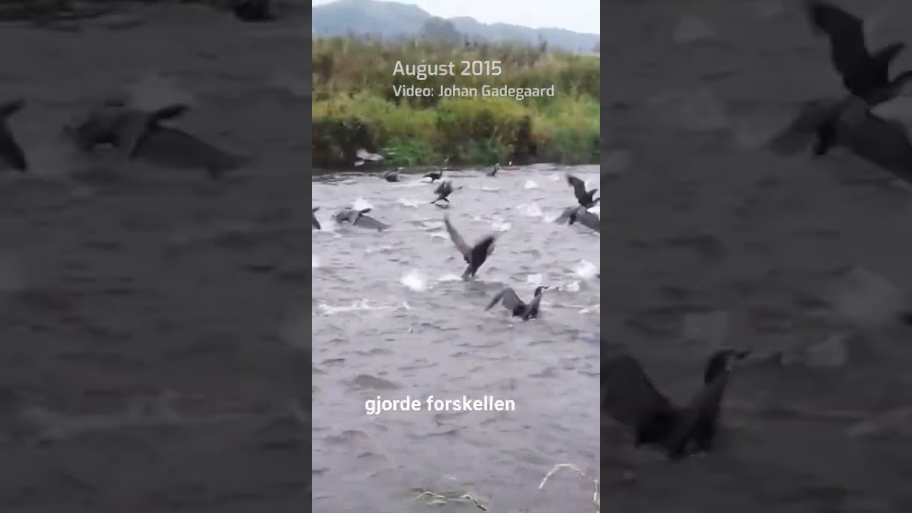 Skarver i vandløb presser sårbare fiskebestande