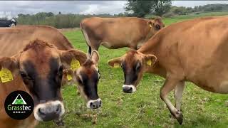 Pure Bred Pedigree Jersey Spring In Calf Heifers - UK