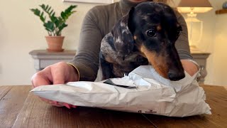 HOW DOES MINI DACHSHUND REACT WHEN HE RECEIVES A PACKAGE ?