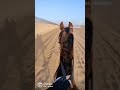  الخيل هيبه تطنخ بكل خي ال ول  العز  خيل مربطة في فؤادي ما شاءلله وتبارك الرحمن ع الخيل              نجومي