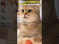 😹 Cats Always React In The Weirdest Ways 💀 #funnycats #viralshorts #ranking #catvideos