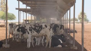 Arizona dairy farmers are struggling during the coronavirus crisis
