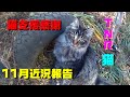 猫支援と11月の近況報告