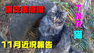 猫支援と11月の近況報告