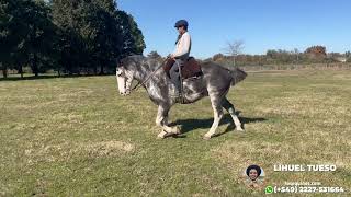 Caballo Overo negro de muy buen físico $4.650.000 LOSEQUINOS.COM