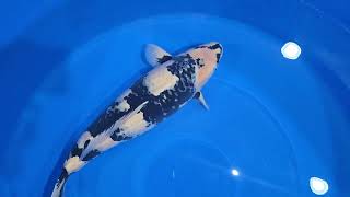 鯉 R'sコレクション2025】R's2025-193の出品鯉のご紹介！！ - YouTube