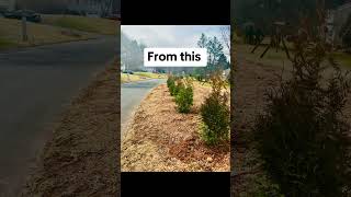 Green Giant Arborvitae greengiant landscape greenscreen landscaping gardenscapes