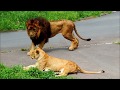 ロック、ありがとう！ Rock is forever！　Lion(ライオン)　多摩動物公園