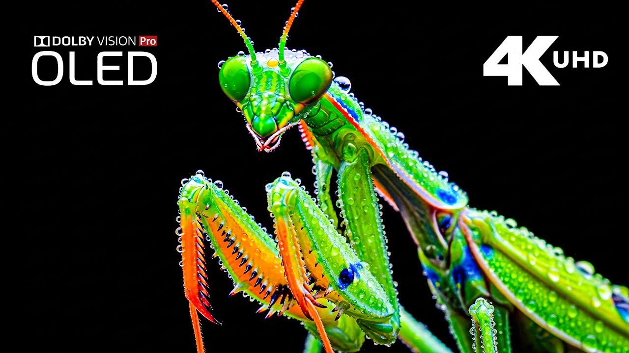 Dolby Vision Wildlife – 4K HDR 60fps Ultra Color Experience (2024)