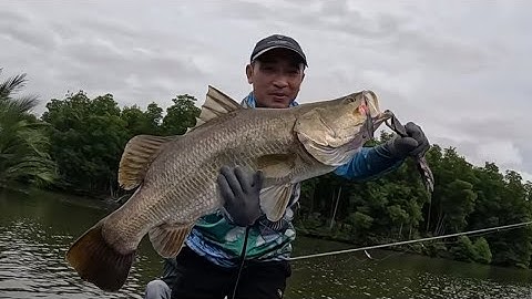Thử  nguyên ngày 3 ae câu  lure cá chẽm bằng mồi mềm lòng tong thái Lan 