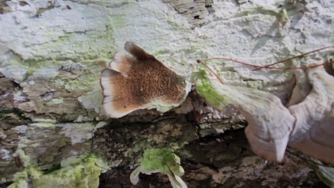 Hiking Through the Pines at Colditz Cove State Natural Area