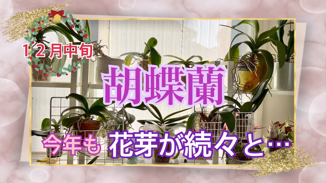 【胡蝶蘭】酷暑の夏を乗り越えた株たち